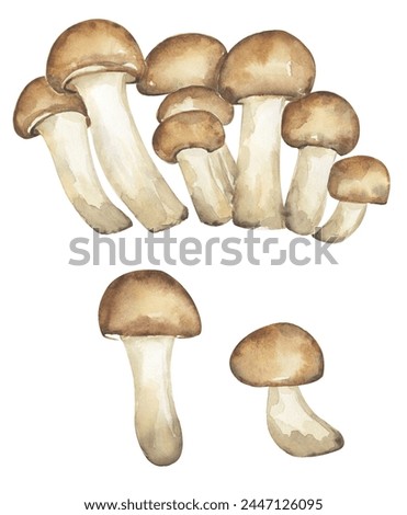 Armillaria mellea mushrooms illustration set, honey fungus clipart. Hand drawn watercolor mushroom isolated.
