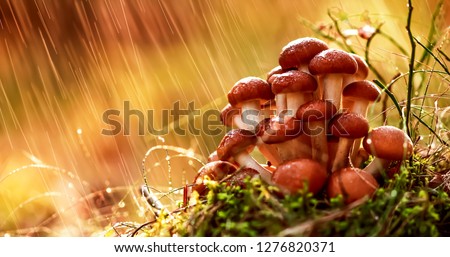 Armillaria Mushrooms of honey agaric In a Sunny forest in the rain. Honey Fungus are regarded in Ukraine, Russia, Poland, Germany and other European countries as one of the best wild mushrooms.