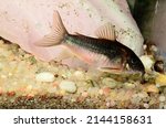 armored catfish corydora aeneus with spawning eggs