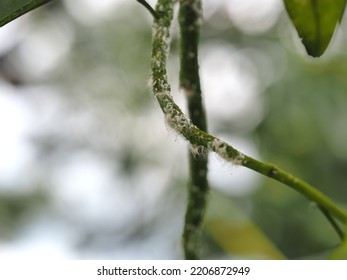 Armored Scales Or Durian​ White Scales​, Caused By Twigs Dieback Of Durian, Leaves And Fruit Stalks. (Aulacaspis Vitis Green)
