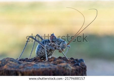 A armoured katydid (Acanthoplus discoidalis) hanging on a wire from a fence on a Campsite in Namibia