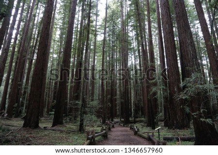 Armstrong Redwoods Forest