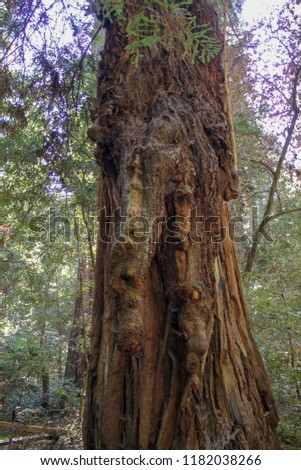 Armstrong Redwoods Natural Reserve