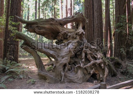 Armstrong Redwoods Natural Reserve