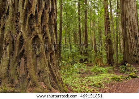 Armstrong Redwoods State Park, A California State Park