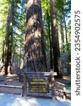 Armstrong Redwoods State Park near Santa Rosa, California