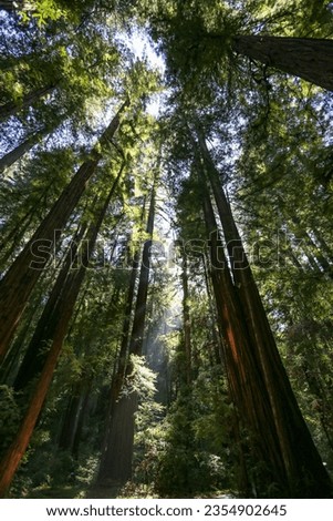 Armstrong Redwoods State Park near Santa Rosa, California