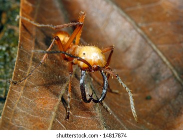 Army Ant Soldier With Big Mandibles