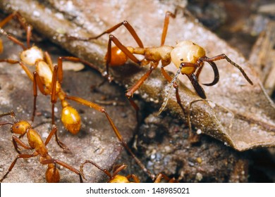 Army Ant Soldier With Big Mandibles