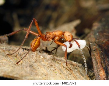 Army Ant Worker Carrying A Larva