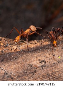 Army Ants Eciton Hunting Costa Rica