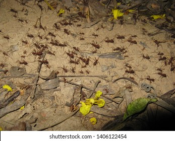 Army Ants March Through The Rainforest At Night