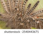 Army of Processionsry caterpillars crawling on the backside or dorsal side of leaf, Maharashtra, India,