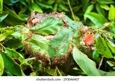 Army Of Red Ants Building A Nest Of Leaves