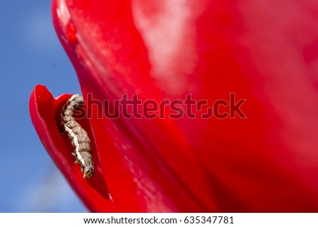 Armyworm on red tulip. 