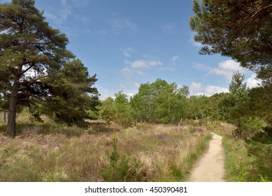 Arne Nature Reserve, Dorset