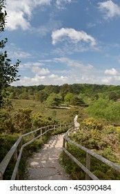 Arne Nature Reserve, Dorset