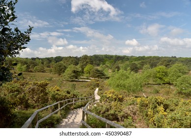 Arne Nature Reserve, Dorset