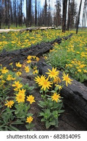 Arnica In Berry Fire, John D. Rockefeller Parkway