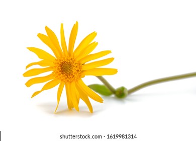 Arnica flower isolated on white background