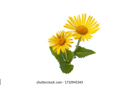 Arnica Flower Isolated On White Backgroubd, Wolf Bane Wildflower