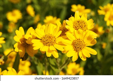 Arnica foliosa yellow flowers in grden