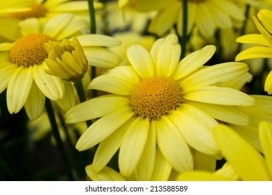 Arnica montana, European flowering plant used in herbal medicine
