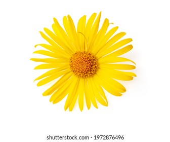Arnica montana flower head isolated on white background. Yellow daisy flower isolated on white background