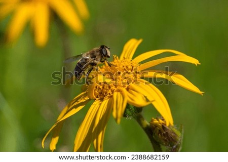 Arnica Montana (leopard's bane) flower in alpine meadows and its natural pollinators Syrphidae flies and butterflies. The unique high-altitude flora, fauna and ecosystem of the Carpathians.