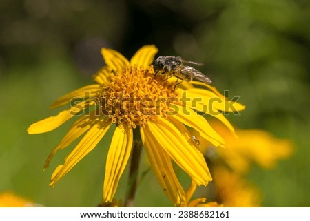 Arnica Montana (leopard's bane) flower in alpine meadows and its natural pollinators Syrphidae flies and butterflies. The unique high-altitude flora, fauna and ecosystem of the Carpathians.