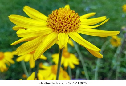 Arnica, Arnica montana, is a protected mountain plant that also occurs wild. It is a perennial with yellow flowers and an important medicinal plant and is also used in medicine.