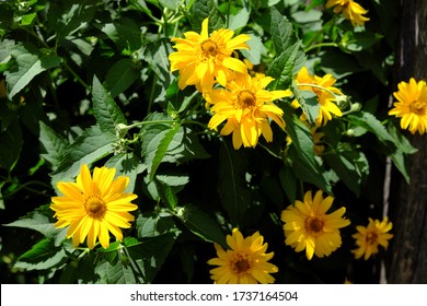 Arnica mountain. A bush of beautiful yellow flowers. Medicinal plant.