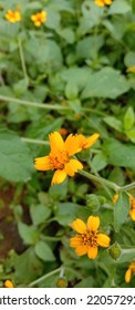 Arnica Is A Type Of Sunflower That Often Grows In The Yard. Has A Yellow Crown