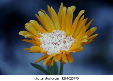 Arnica In Winter With Snow