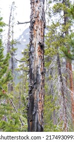 Arole Tree In The Swiss National Park