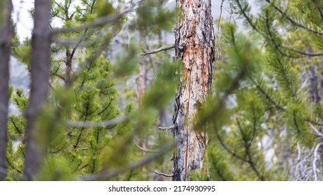 Arole Tree In The Swiss National Park