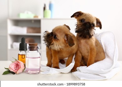 Aromatherapy For Animals. Essential Oils And Brussels Griffon Dogs On Table