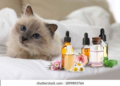 Aromatherapy For Animals. Essential Oils And Cute Cat On Bed