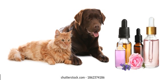 Aromatherapy For Animals. Essential Oils Near Dog And Cat On White Background, Banner Design