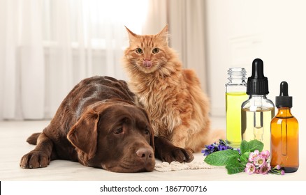 Aromatherapy For Animals. Essential Oils Near Dog And Cat On Background