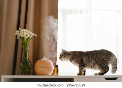 Aromatherapy concept. Aroma oil diffuser with cat on the table against the window. Air freshener. Ultrasonic aroma diffuser for home
