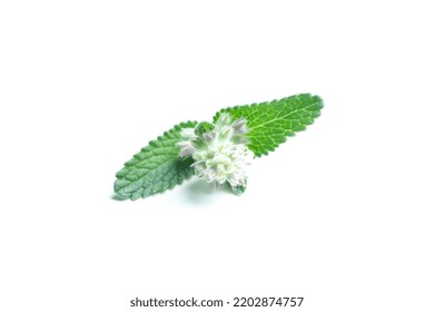 Aromatherapy Concept, Mint Isolated On White Background