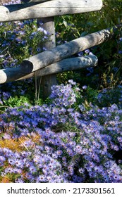 Aromatic Aster Around A Wooden Fence