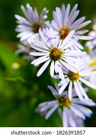 Aromatic Aster Fall Aster Close Up