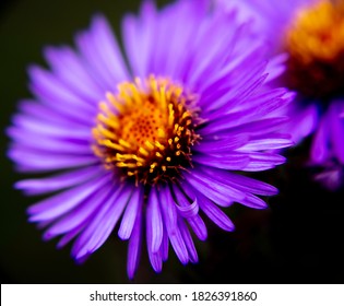 Aromatic Aster Fall Aster Close Up