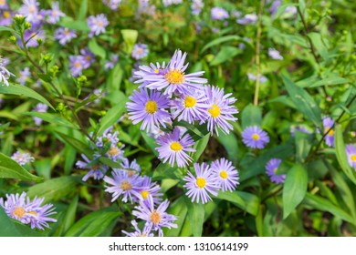 Aromatic Aster Flower In The Summer Garden