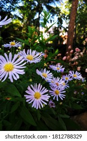 Aromatic Aster - Aster Flowers