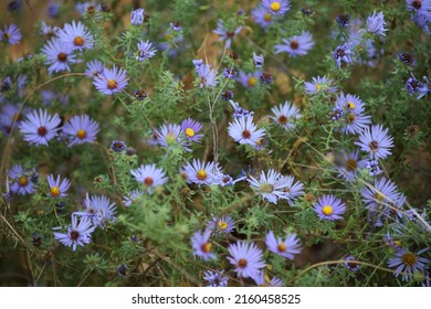 Aromatic Aster Growing On The Prairie