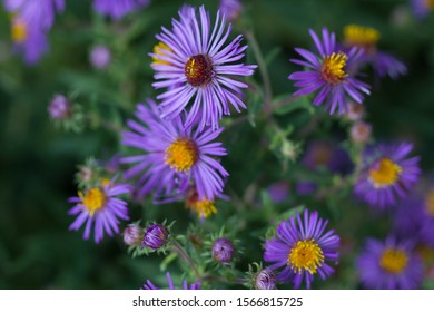 Aromatic Aster In The Woods