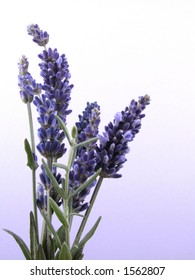 aromatic bunch of lavender isolated - Shutterstock ID 1562807